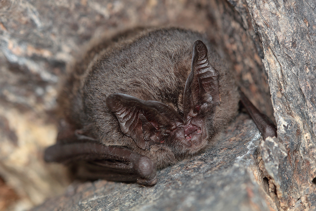 Bat_shutterstock_2257874339.jpg